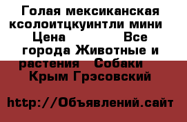 Голая мексиканская ксолоитцкуинтли мини › Цена ­ 20 000 - Все города Животные и растения » Собаки   . Крым,Грэсовский